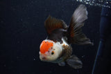 Thai Oranda  Tricolor 5.5 Inch (ID#1203To6b-112)