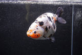 Jumbo Ranchu  Calico 5.5 Inch (ID#1217R14a-100)