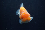 Lionchu  Red White 4 Inch (ID#218R12b-87) Free2Day SHIPPING