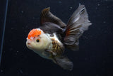 Thai Oranda  Tricolor 5.5 Inch (ID#1203To6b-112)