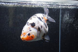 Jumbo Ranchu  Calico 5.5 Inch (ID#1217R14a-100)