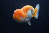 Lionchu  Red White 4 Inch (ID#218R12b-87) Free2Day SHIPPING