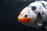 Jumbo Ranchu  Calico 5.5 Inch (ID#1217R14a-100)