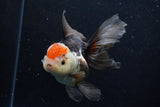 Thai Oranda  Tricolor 5.5 Inch (ID#1203To6b-112)