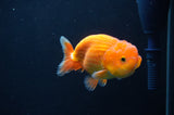 Juvenile Lionchu  Red White 3.5 Inch (ID#404R11a-10) Free2Day SHIPPING