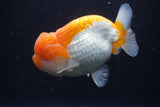 Lionchu  Red White 4 Inch (ID#218R12b-87) Free2Day SHIPPING