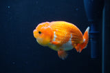 Juvenile Lionchu  Red White 3.5 Inch (ID#404R11a-10) Free2Day SHIPPING