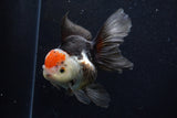 Thai Oranda  Tricolor 5.5 Inch (ID#1203To6b-112)