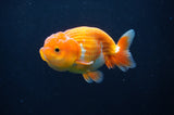 Juvenile Lionchu  Red White 3.5 Inch (ID#404R11a-10) Free2Day SHIPPING
