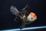 Thai Oranda  Tricolor 5.5 Inch (ID#1203To6b-112)