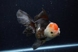 Thai Oranda  Tricolor 5.5 Inch (ID#1203To6b-112)