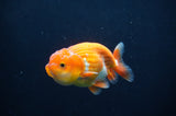 Juvenile Lionchu  Red White 3.5 Inch (ID#404R11a-10) Free2Day SHIPPING
