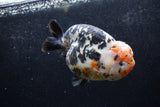 Jumbo Ranchu  Calico 5.5 Inch (ID#1213R14a-102)