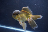 Thai Oranda  Bronze 5.5 Inch (ID#1008To2b-99) Free2Day SHIPPING