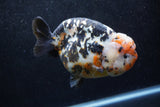 Jumbo Ranchu  Calico 5.5 Inch (ID#1213R14a-102)