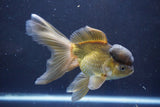 Thai Oranda  Bronze 5.5 Inch (ID#1008To2b-99) Free2Day SHIPPING