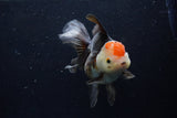 Thai Oranda  Tricolor 5.5 Inch (ID#1203To6b-112)