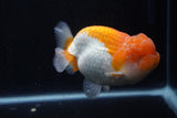 Lionchu  Red White 4 Inch (ID#218R12b-87) Free2Day SHIPPING