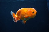Juvenile Lionchu  Red White 3.5 Inch (ID#404R11a-10) Free2Day SHIPPING