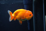 Juvenile Lionchu  Red White 3.5 Inch (ID#404R11a-10) Free2Day SHIPPING