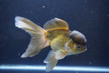 Thai Oranda  Bronze 5.5 Inch (ID#1008To2b-99) Free2Day SHIPPING