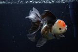 Thai Oranda  Tricolor 5.5 Inch (ID#1203To6b-112)