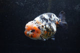 Jumbo Ranchu  Calico 5.5 Inch (ID#1213R14a-102)