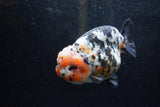 Jumbo Ranchu  Calico 5.5 Inch (ID#1213R14a-102)