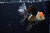 Thai Oranda  Tricolor 5.5 Inch (ID#1203To6b-112)