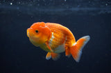 Juvenile Lionchu  Red White 3.5 Inch (ID#404R11a-10) Free2Day SHIPPING