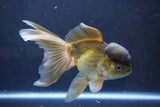 Thai Oranda  Bronze 5.5 Inch (ID#1008To2b-99) Free2Day SHIPPING