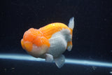 Lionchu  Red White 4 Inch (ID#218R12b-87) Free2Day SHIPPING