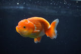 Juvenile Lionchu  Red White 3.5 Inch (ID#404R11a-10) Free2Day SHIPPING