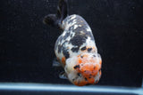 Jumbo Ranchu  Calico 5.5 Inch (ID#1213R14a-102)