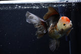 Thai Oranda  Tricolor 5.5 Inch (ID#1203To6b-112)