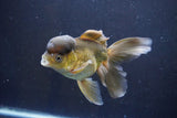 Thai Oranda  Bronze 5.5 Inch (ID#1008To2b-99) Free2Day SHIPPING