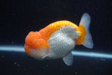 Lionchu  Red White 4 Inch (ID#218R12b-87) Free2Day SHIPPING