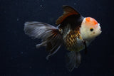 Thai Oranda  Tricolor 5.5 Inch (ID#1203To6b-112)