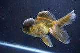 Thai Oranda  Bronze 5.5 Inch (ID#1008To2b-99) Free2Day SHIPPING