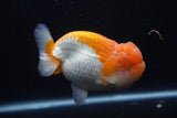 Lionchu  Red White 4 Inch (ID#218R12b-87) Free2Day SHIPPING