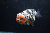 Jumbo Ranchu  Calico 5.5 Inch (ID#1213R14a-102)