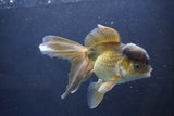 Thai Oranda  Bronze 5.5 Inch (ID#1008To2b-99) Free2Day SHIPPING