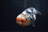 Jumbo Ranchu  Calico 5.5 Inch (ID#1213R14a-102)