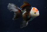 Thai Oranda  Tricolor 5.5 Inch (ID#1203To6b-112)