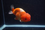 Lionchu  Red White 4.5 Inch (ID#218R12b-88) Free2Day SHIPPING