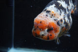 Jumbo Ranchu  Calico 5.5 Inch (ID#1213R14a-102)