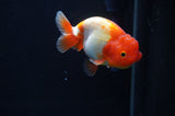 Juvenile Lionchu  Red White 3.5 Inch (ID#404R11a-11) Free2Day SHIPPING