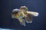 Thai Oranda  Bronze 5.5 Inch (ID#1008To2b-99) Free2Day SHIPPING