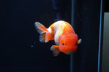 Juvenile Lionchu  Red White 3.5 Inch (ID#404R11a-11) Free2Day SHIPPING