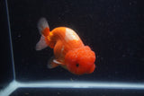 Lionchu  Red White 4.5 Inch (ID#218R12b-88) Free2Day SHIPPING